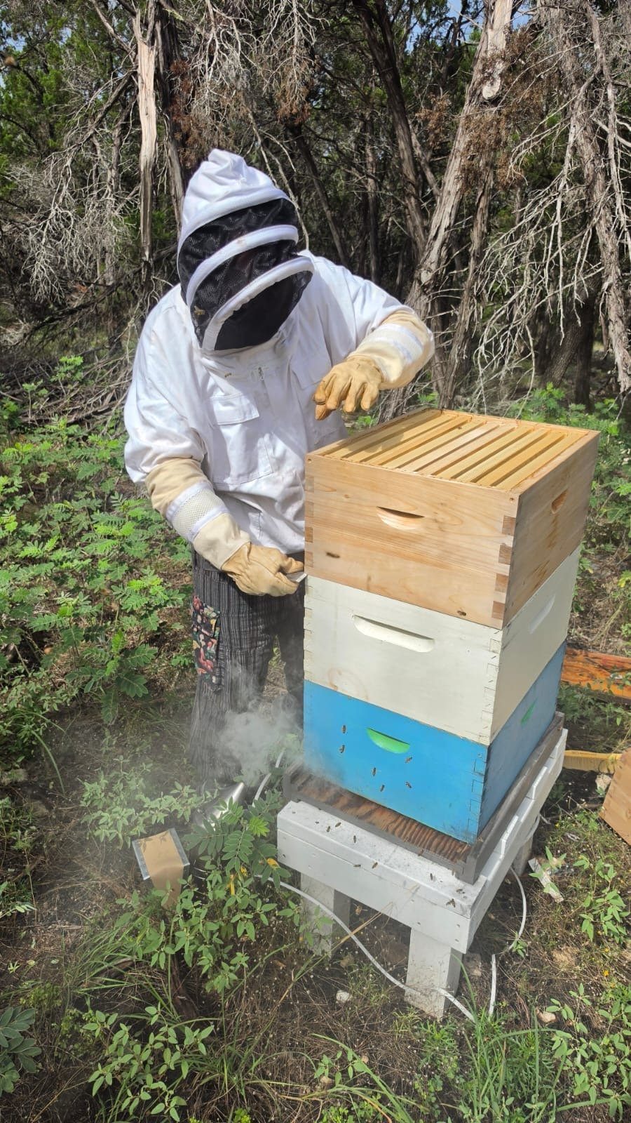 Tending a hive with the smoker going, deep in the cedar brush