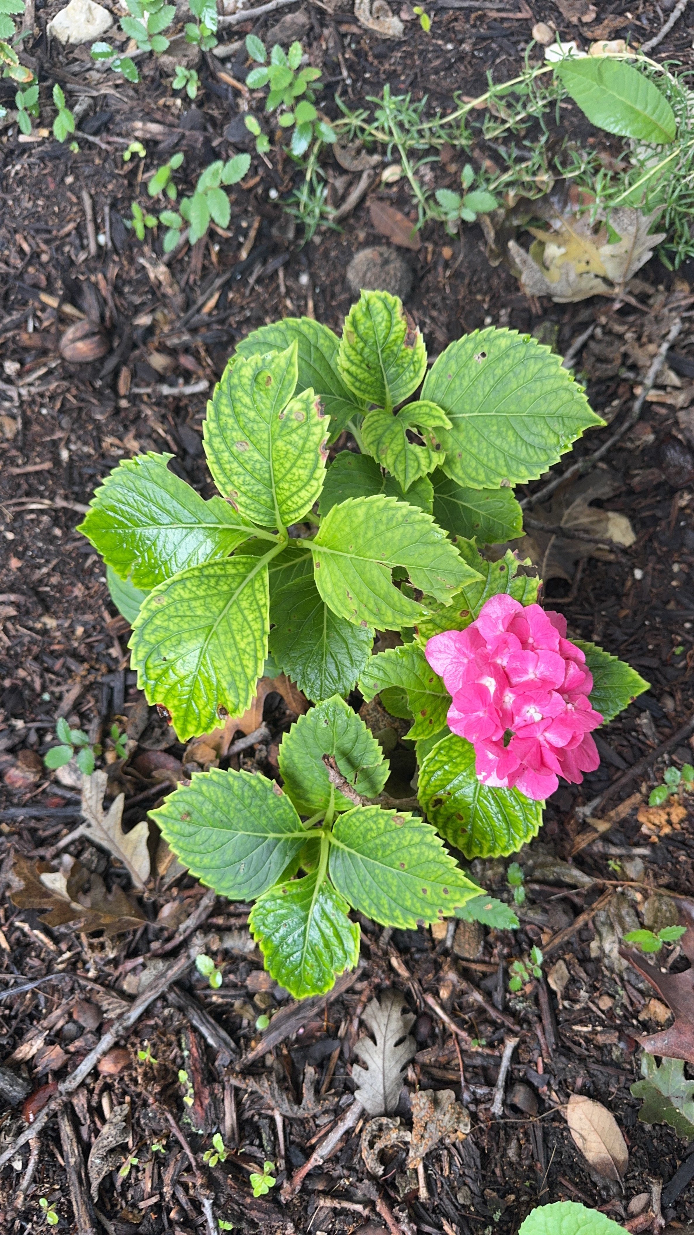 A pink hydrangea flowering in a shaded garden bed