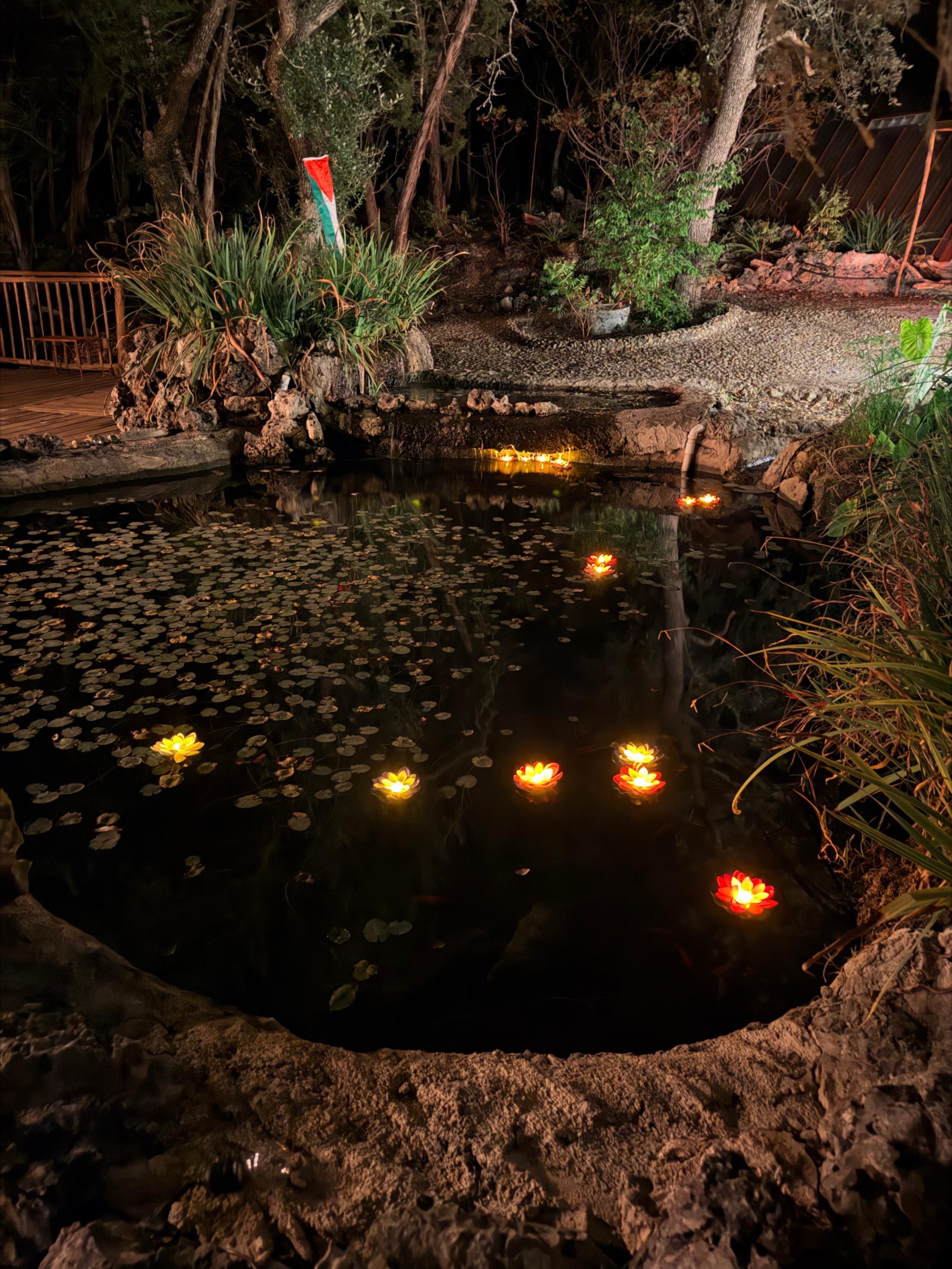 Lotus lanterns drifting on the lily pond