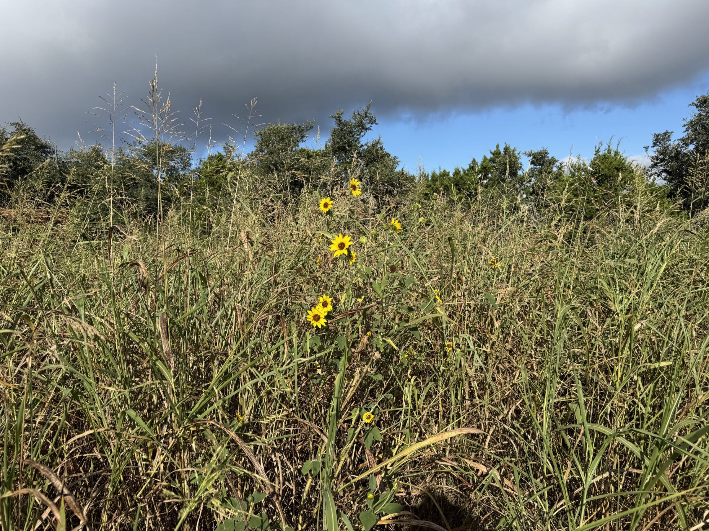 Sunflowers standing in the tall meadow grass under a storm-blue sky