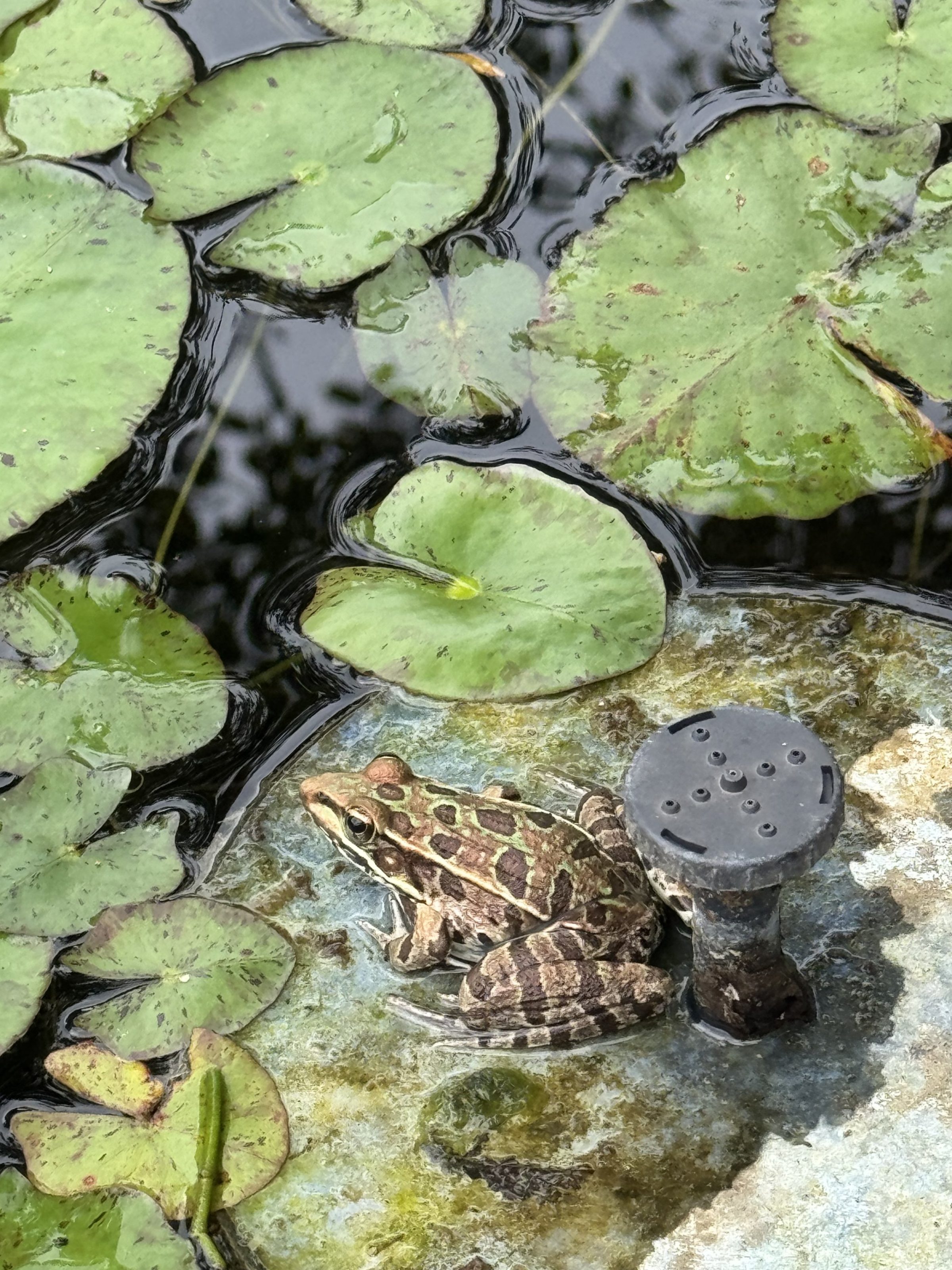 A leopard frog blending into the stone at the edge of the lily pond
