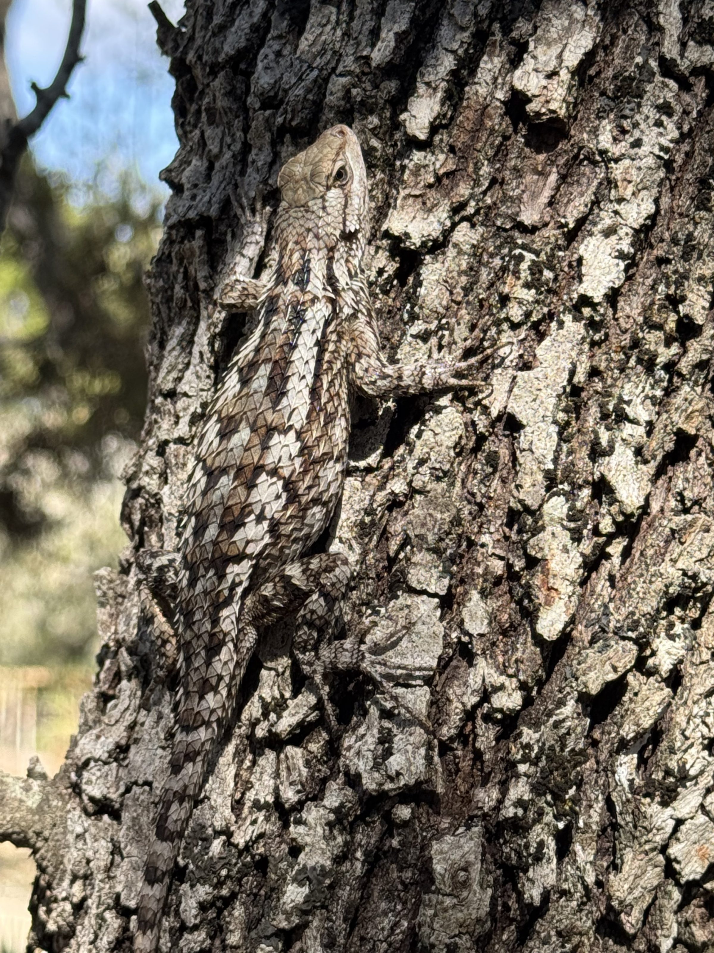 A Texas spiny lizard camouflaged against the oak bark